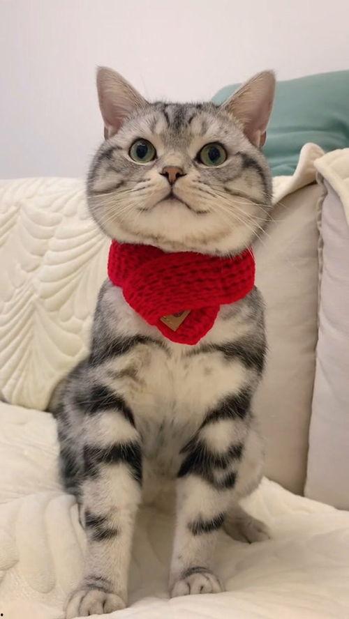 赘入爱河,探寻爱情中的甜蜜与困扰